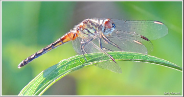 Over the Rainbow ....Dragons Fly