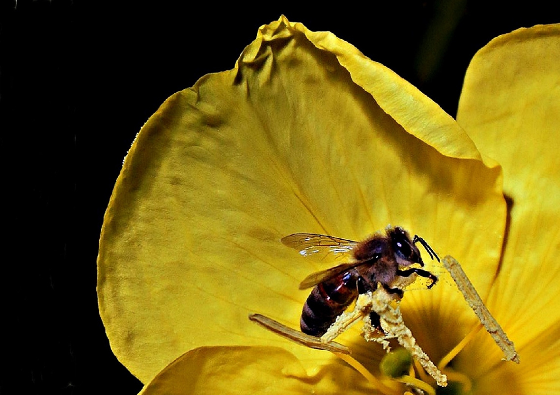 Arı İşbaşında - Bee at work