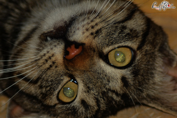 MIR MIRRR