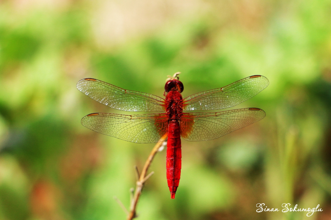 makro biraz