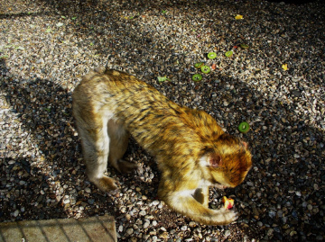 Affe