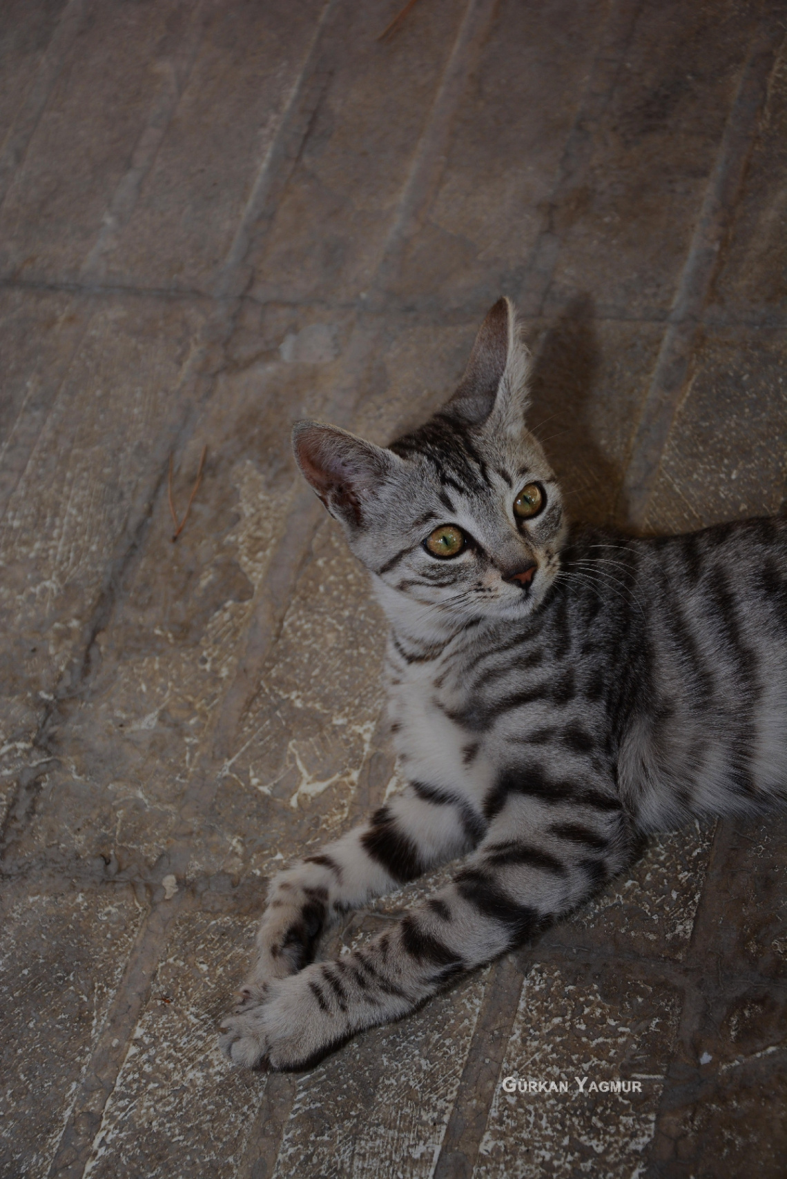 Yaralı