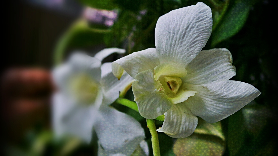 orchid 