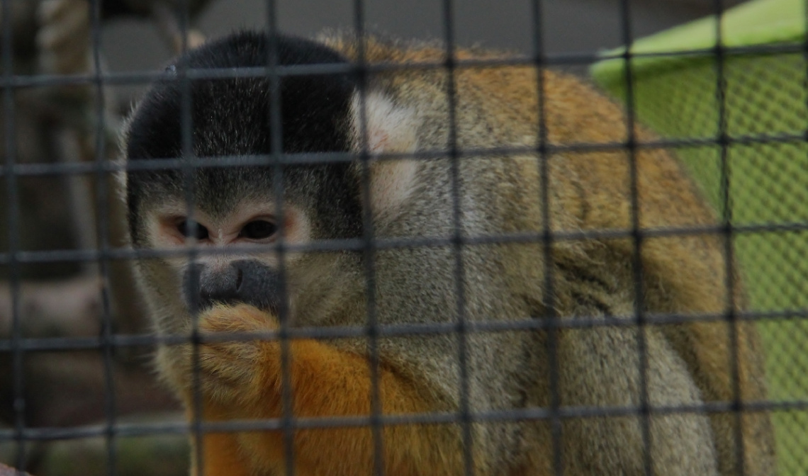 Monkey View
