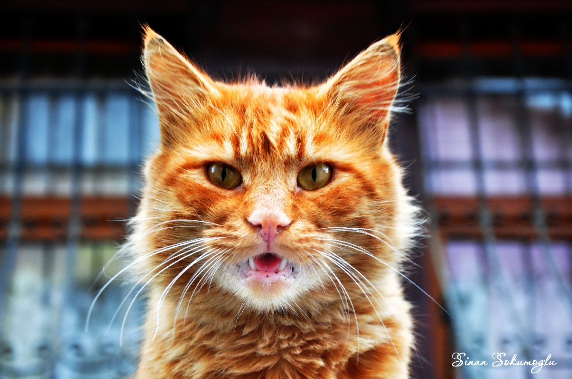 kedi