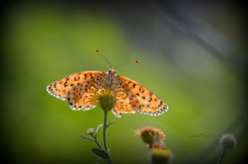 SON KELEBEKLER.........