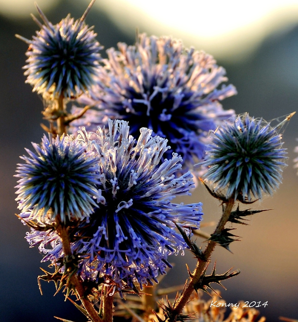 thorny beauty
