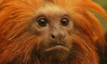 Lion Monkey On Alert... !