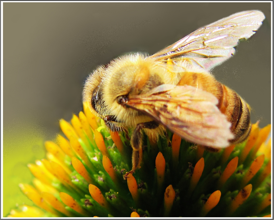 Bee on Echinacea
