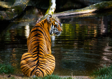 Tiger...