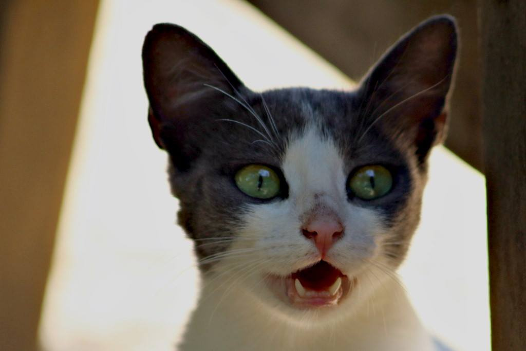 ŞaŞKıN KeDi
