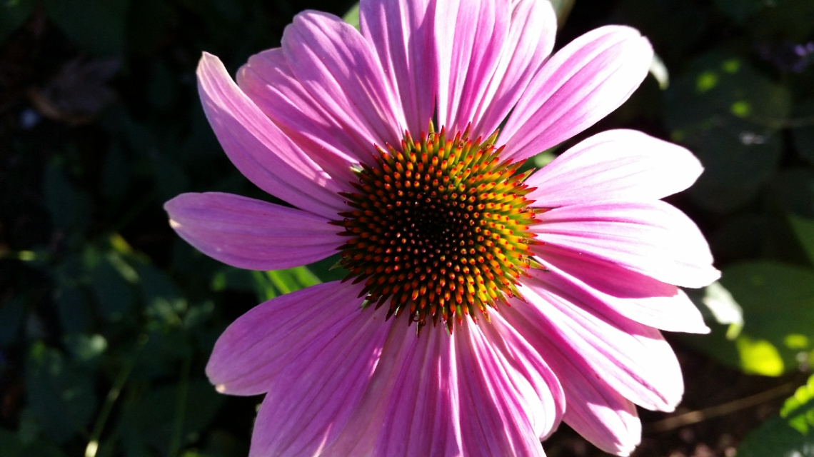Flower On My Way