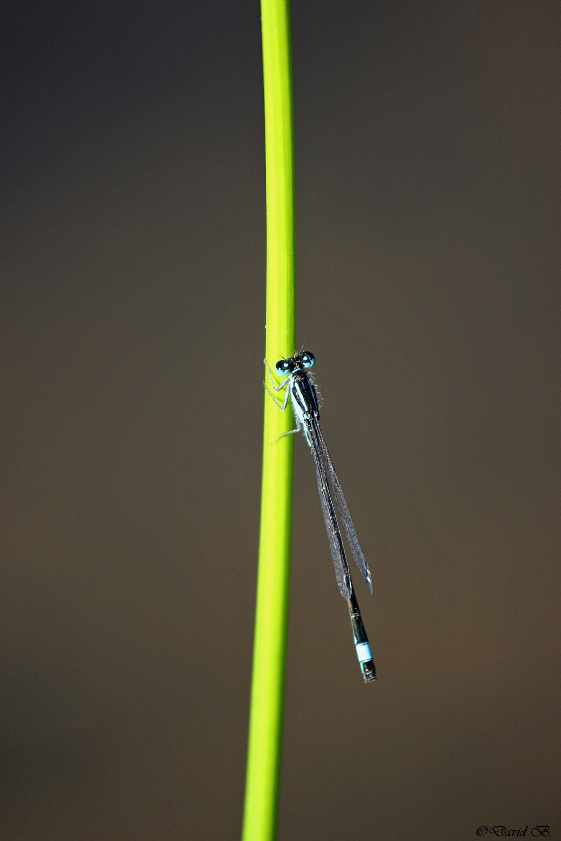 Libellule