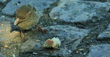 Very Hungry Little Chap