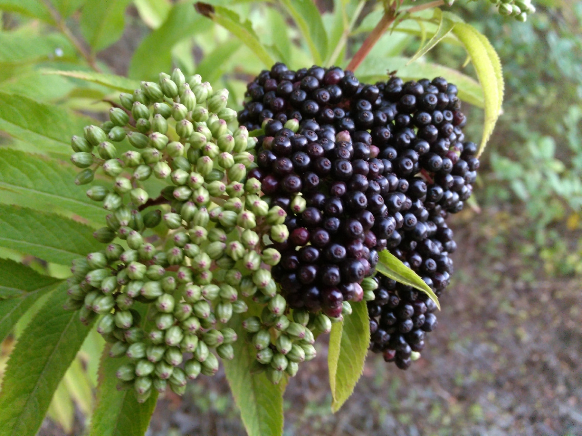 Yabani 