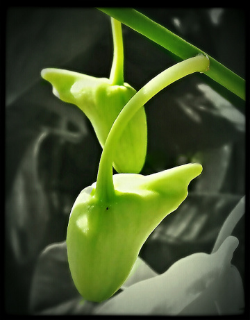 Sunlit on the buds of orchid
