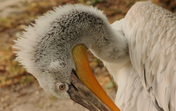  Love Birds