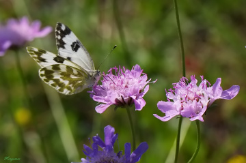 Bath White Butterfly