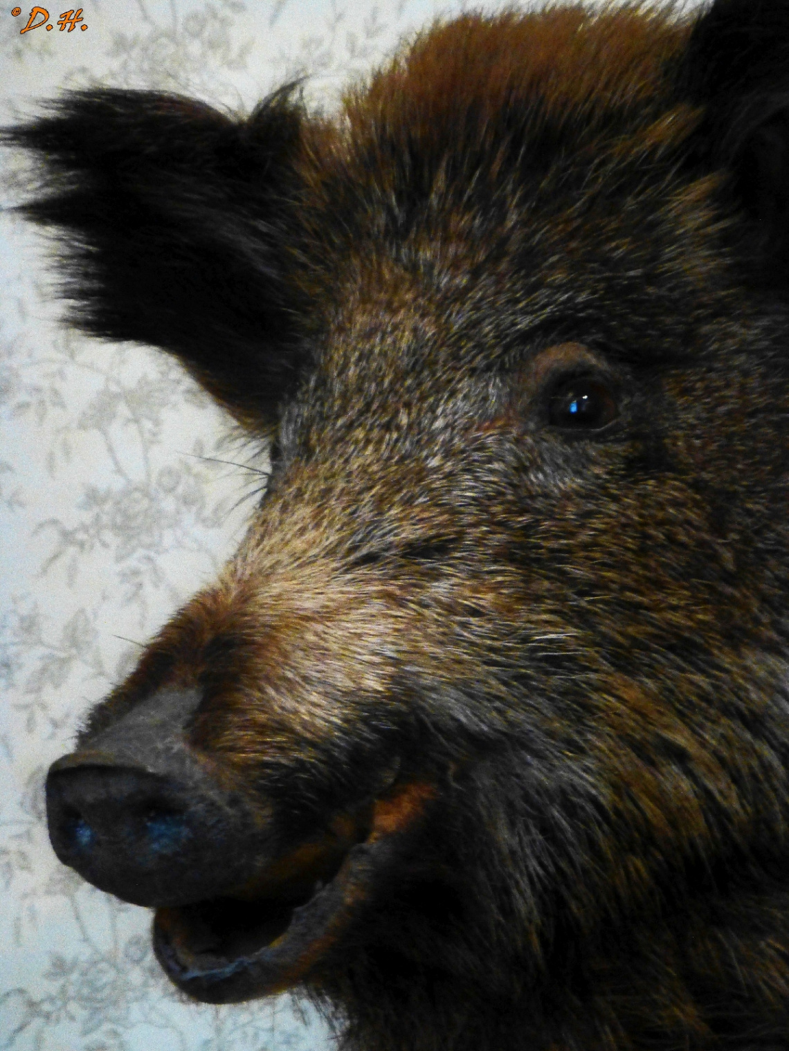 Wildschwein 
