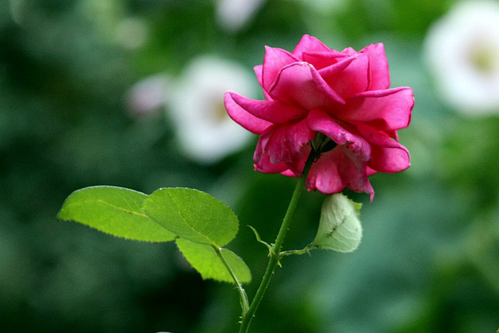 çiçeklerin efendisi - Gül