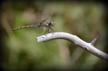 YUSUF / CUK...............!!