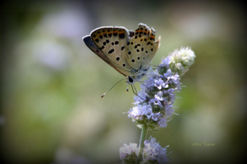 Eskiyen Kanatları ile İSLİ BAKIR GÜZELİ