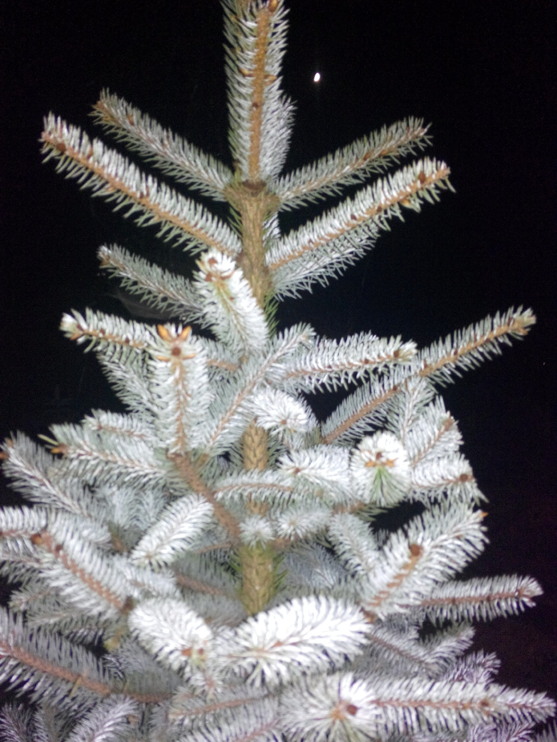 gece ve mavi ladin