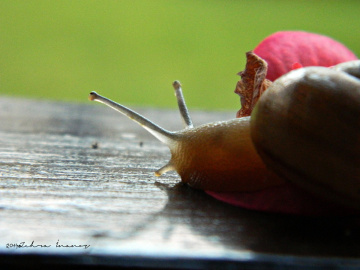 Sümüklü Salyangoz  