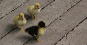 Three Little Friends