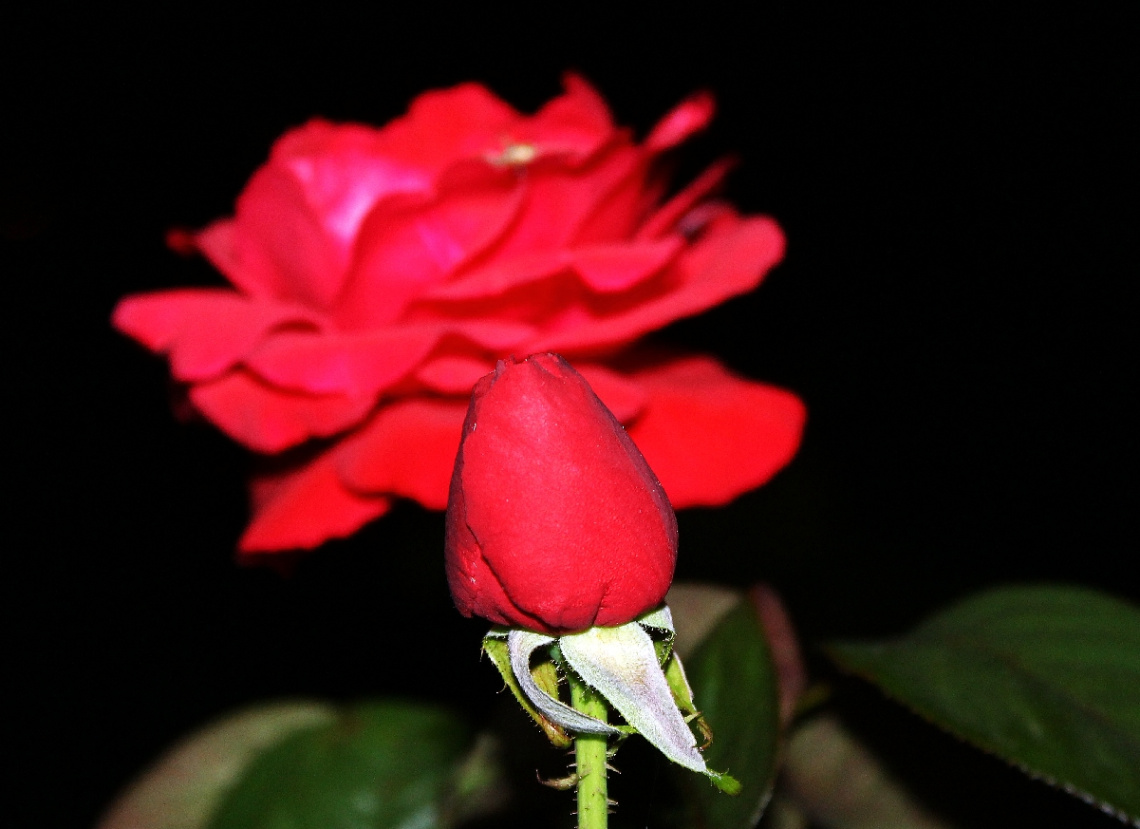 Gül
