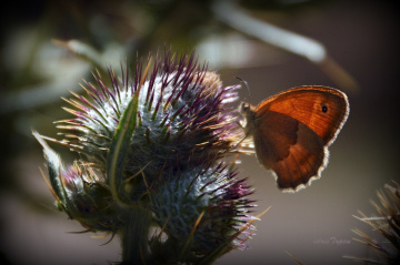 SON KELEBEKLER........