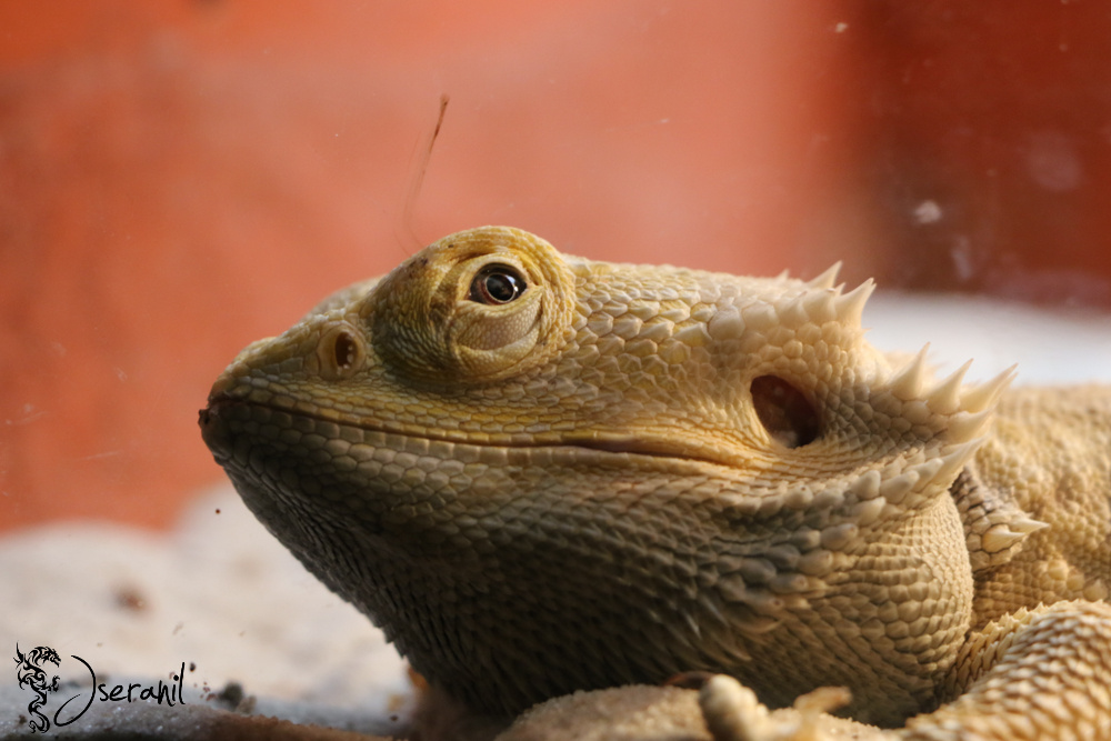 Yellow Iguana
