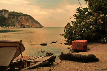 I wish I Had A Fish...