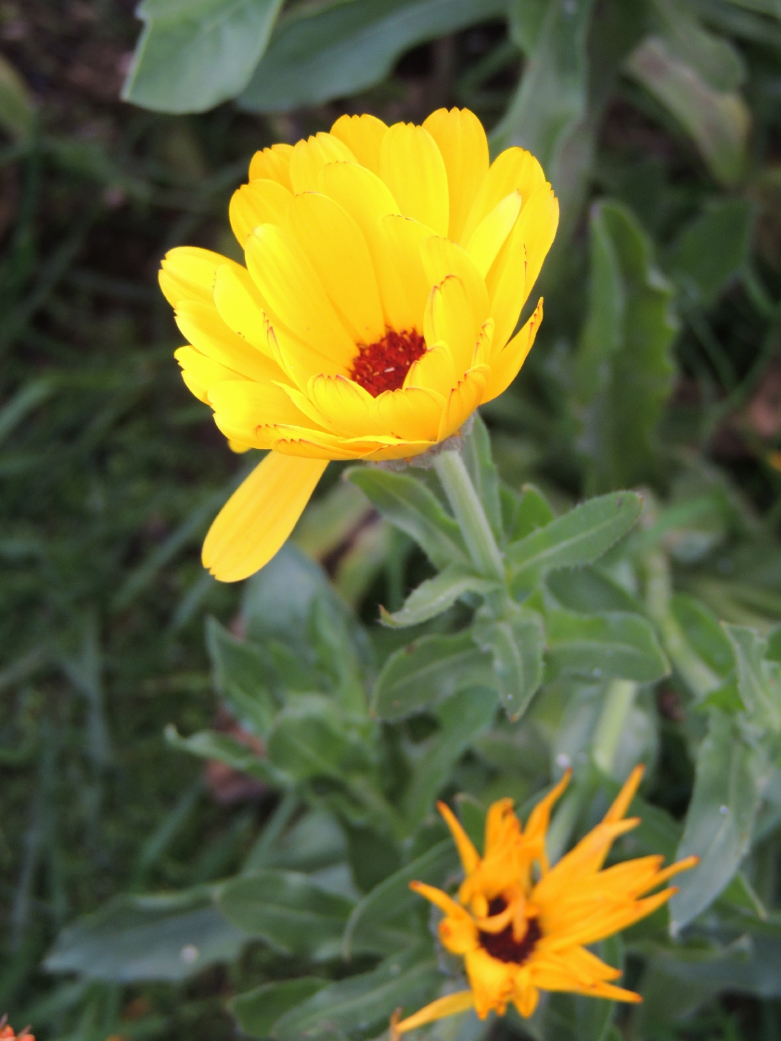 Flor amarela
