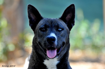 beauty with one brown and one blue eye 