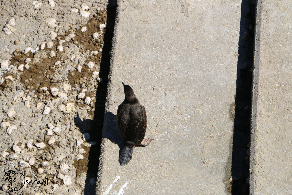Cormoran