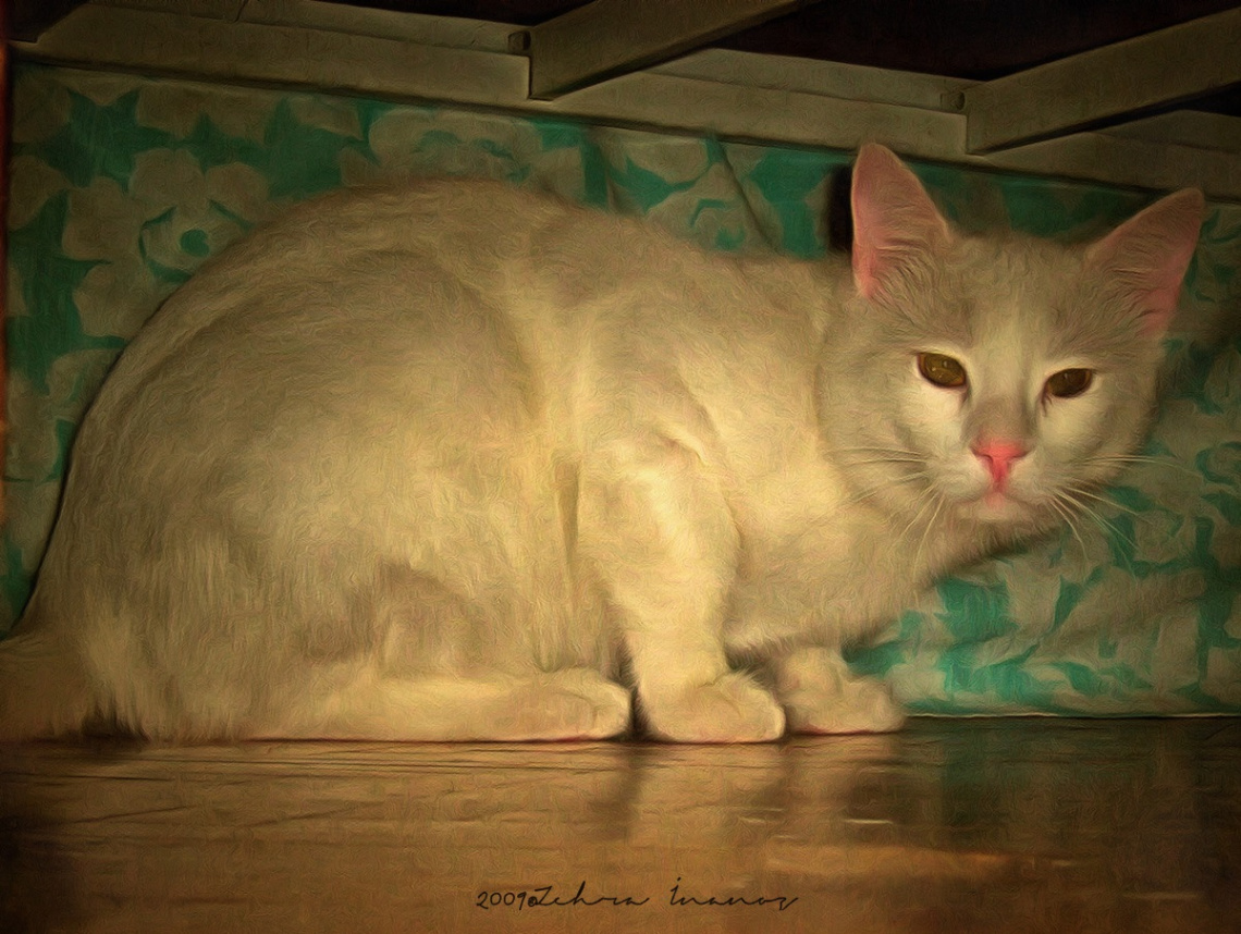 Saklambaç Kedi