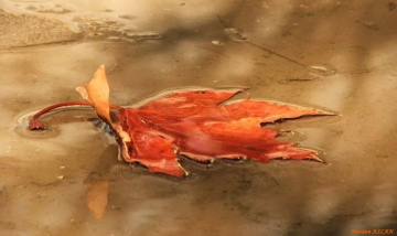 If you see a falling leaf...