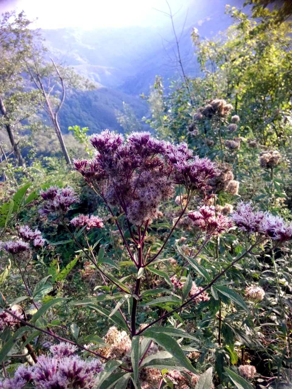 karadeniz manzarası