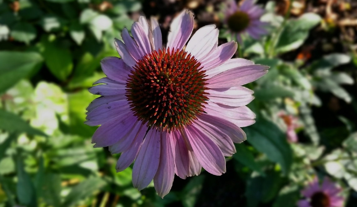 A Friend Of The Sun...
