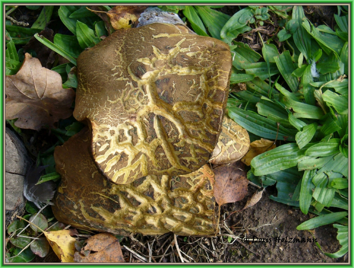 Pilz