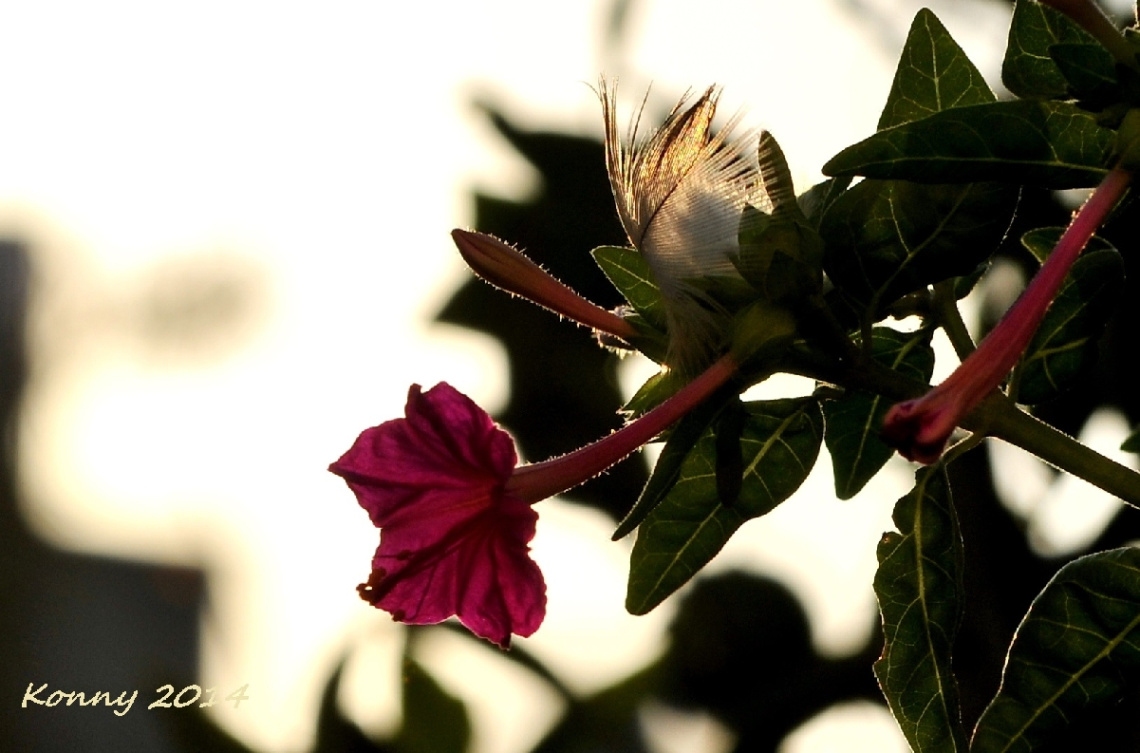 flower with bird feather