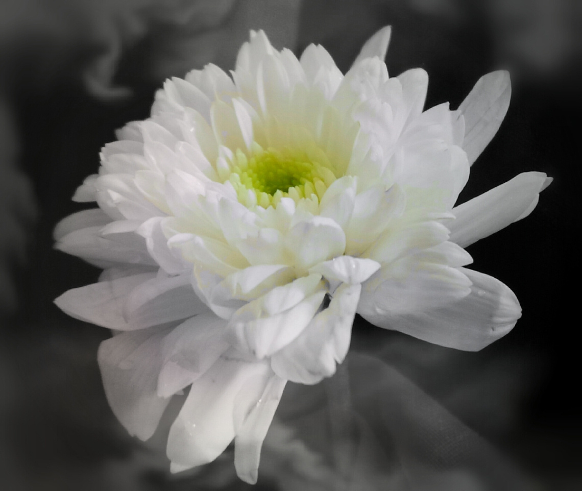White Queen