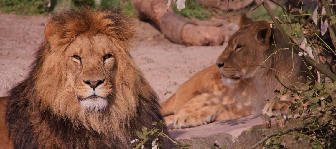 The King And His Queen