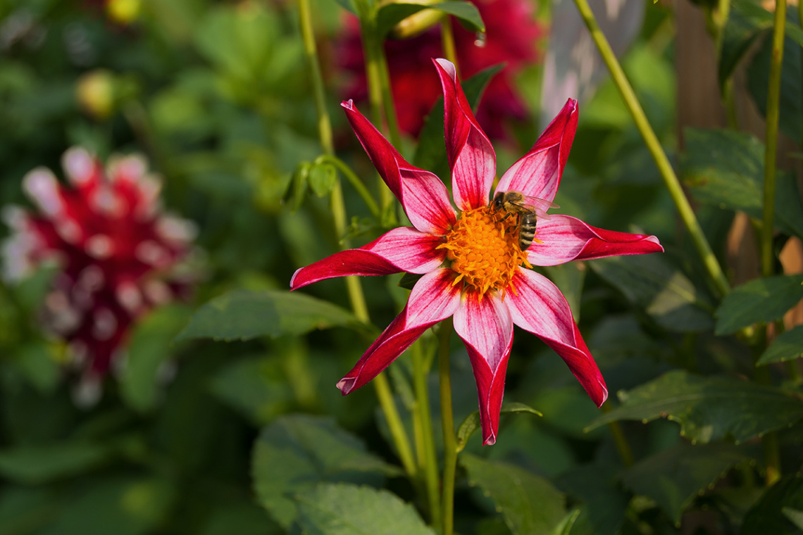 Dahlia Tahoma Star