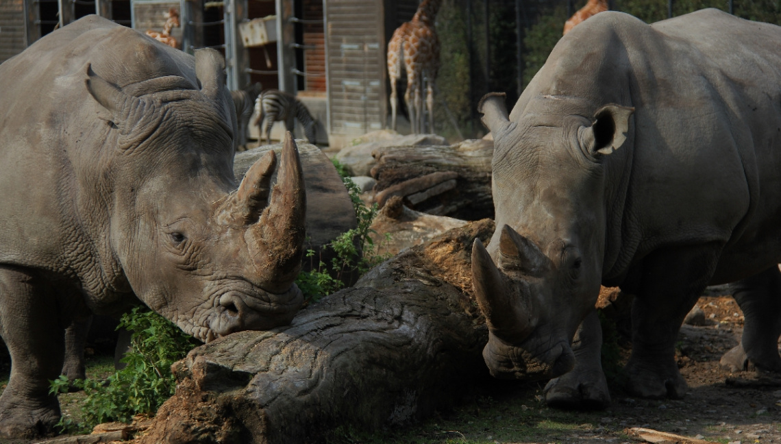 The Power Of Rhinoceros !!.