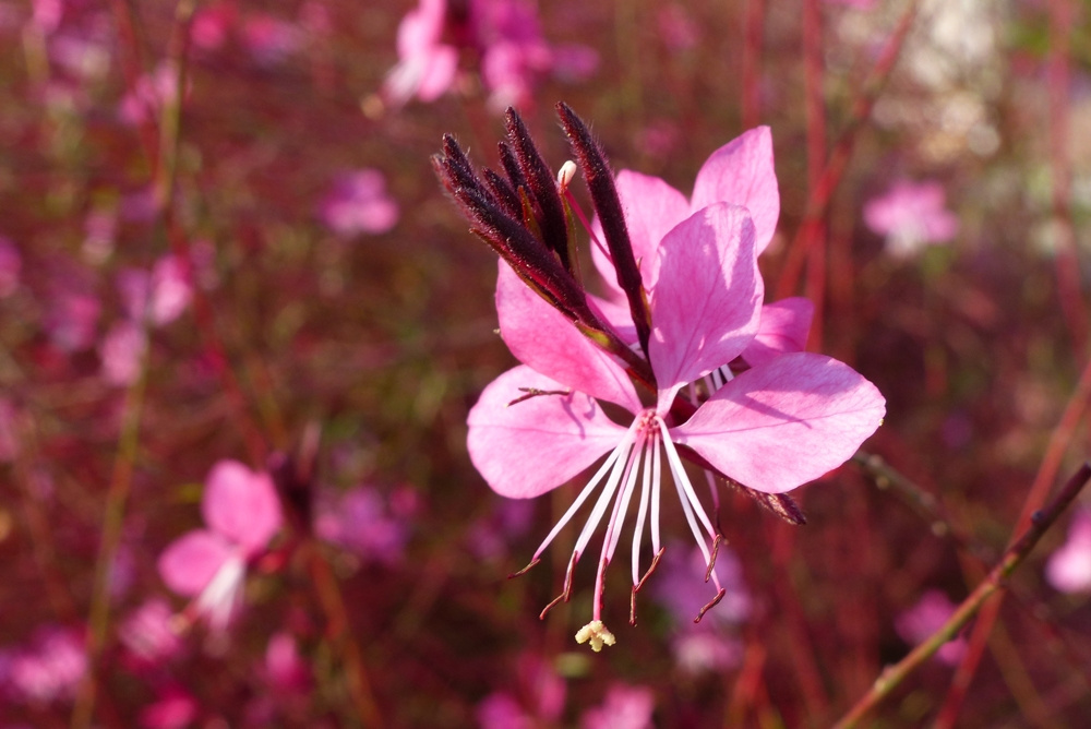 Tek renk, bir çok ton...