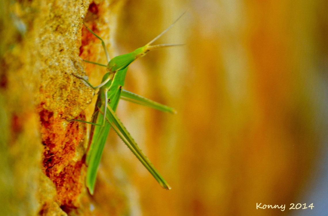 Acrida bicolor