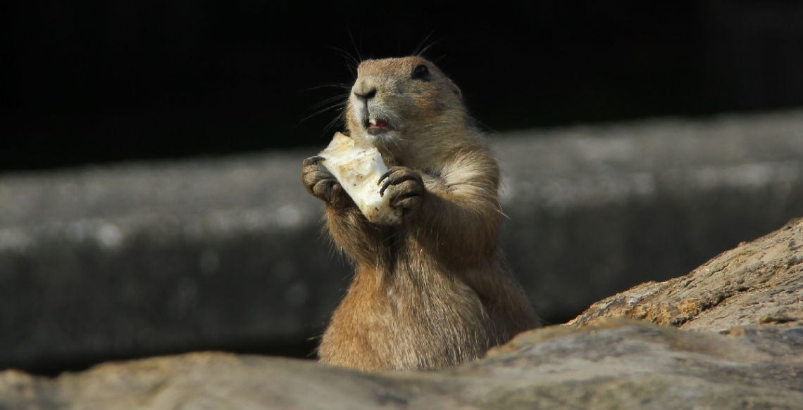 A Moment With A Black-Tailed Prarie Dog