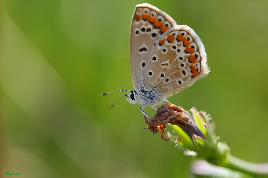 Chapman's Blue